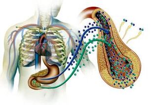 Damage to the pancreas in Mellitus diabetes